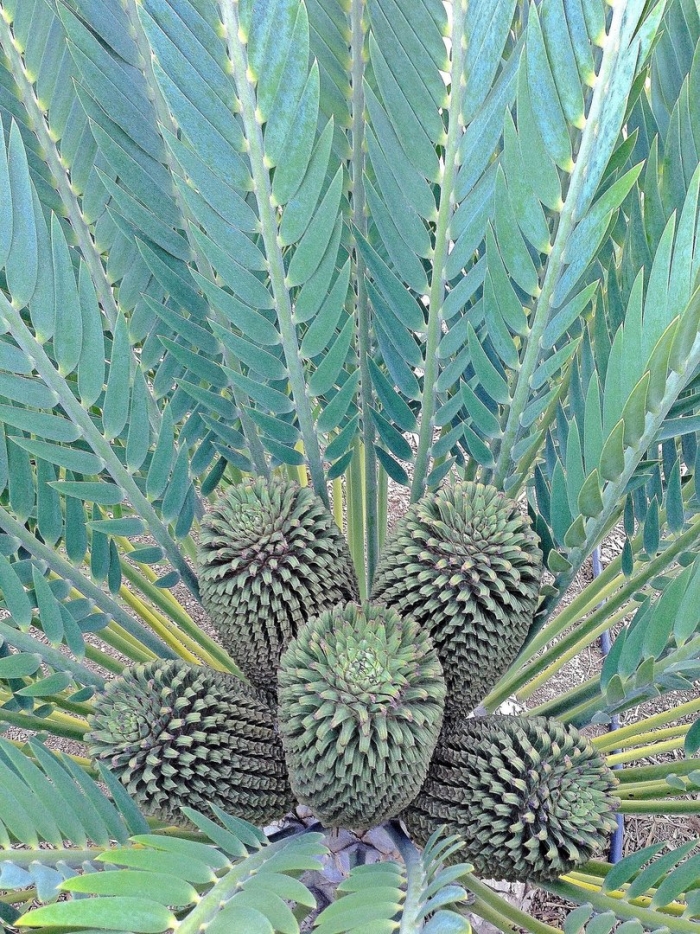 Саговниковые голосеменные