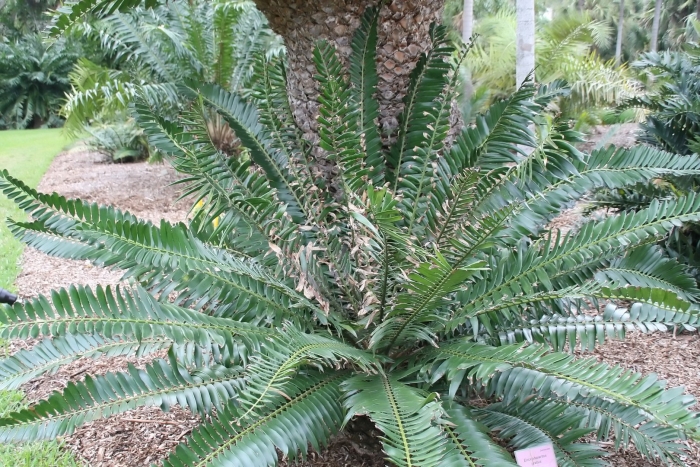 Encephalartos gratus