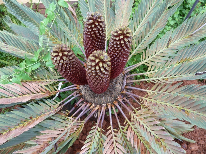 Cycas cairnsiana