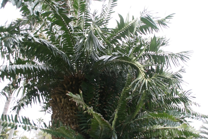 Пальма « wodyetia bifurcata»