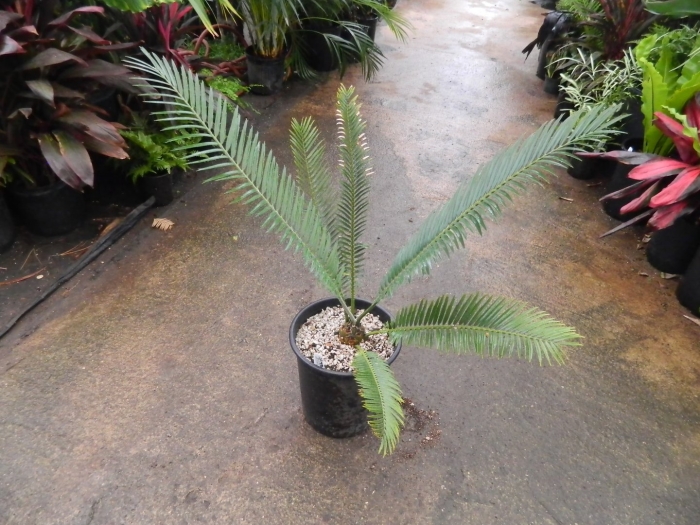 Encephalartos cerinus