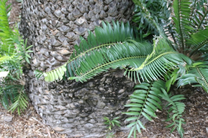 Encephalartos gratus