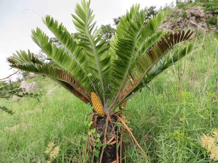 Encephalartos turneri