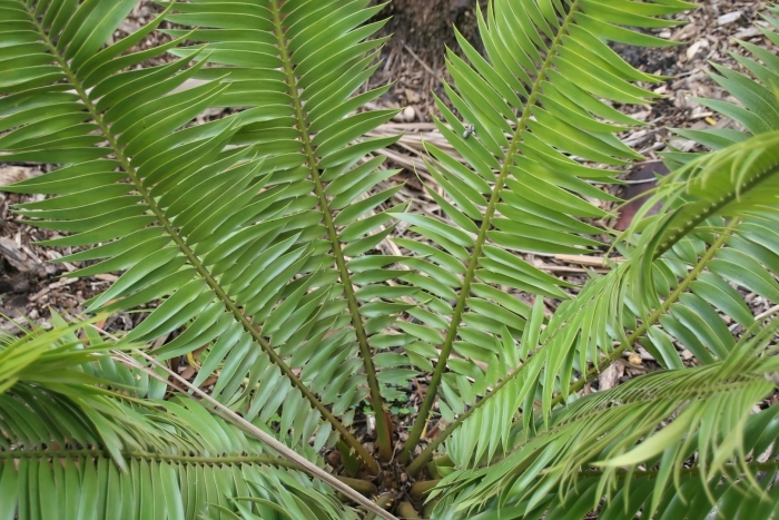 Encephalartos paucidentatus