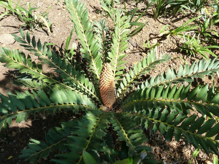 Encephalartos nubimontanus