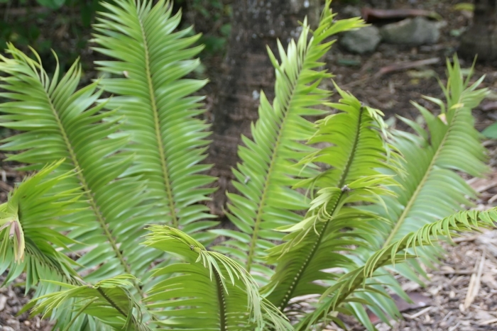 Encephalartos paucidentatus