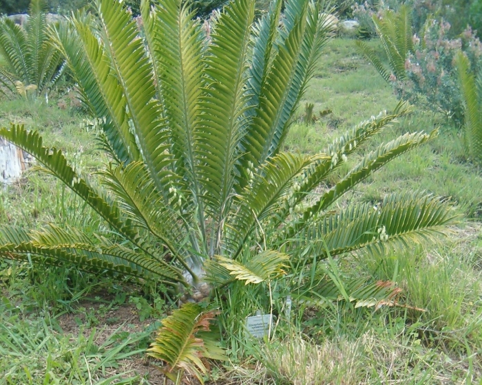 Encephalartos natalensis