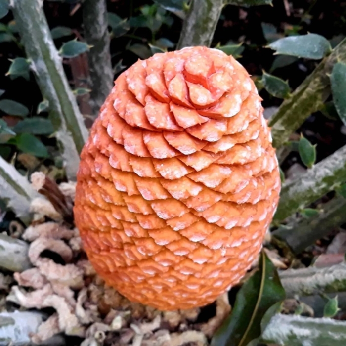 Саговниковые растения