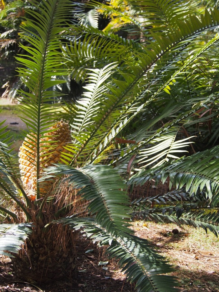 Encephalartos altensteinii