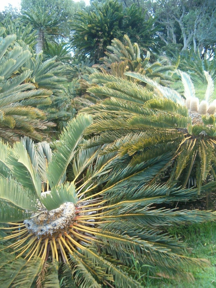 Encephalartos friderici guilielmi
