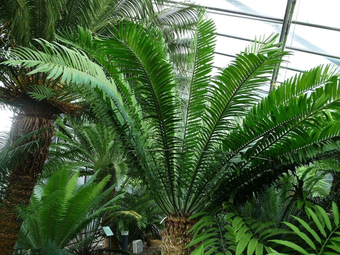 Encephalartos barteri