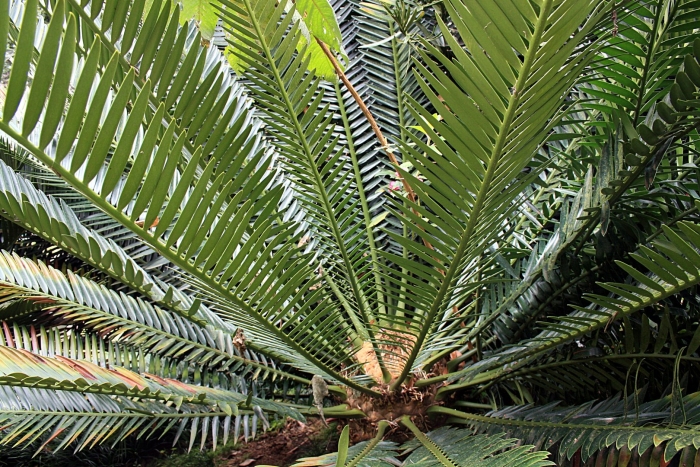 Encephalartos altensteinii