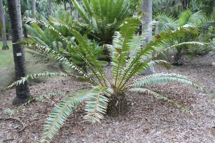 Encephalartos transvenosus