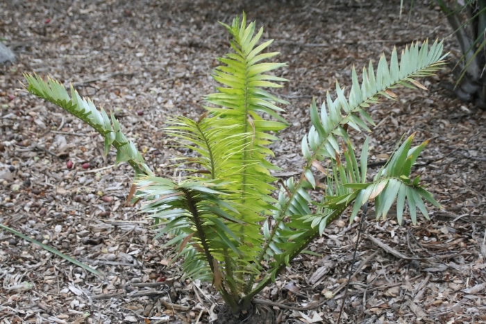 Энцефаляртос вуда