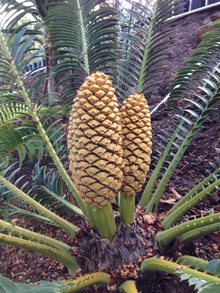Encephalartos transvenosus