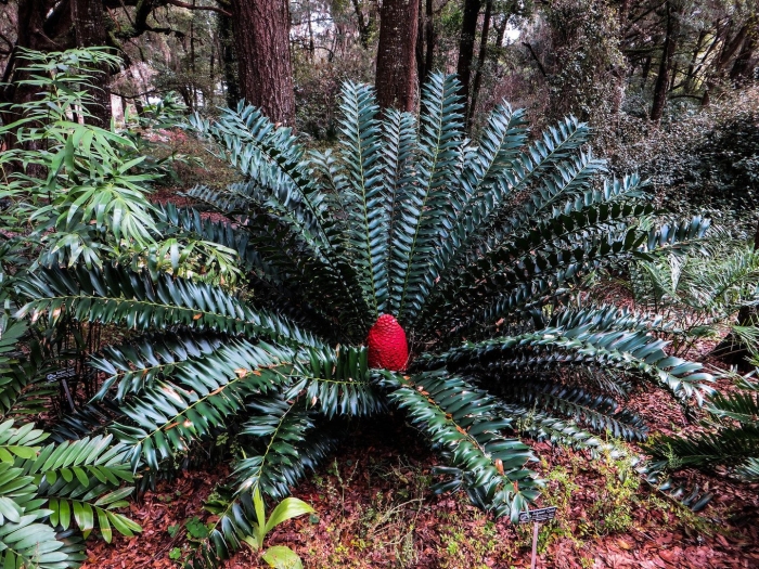 Саговник энцефаляртос