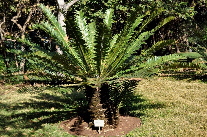 Encephalartos manikensis