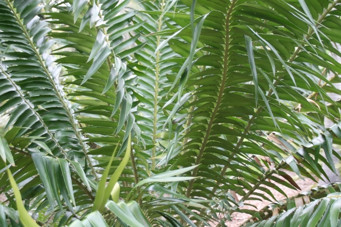 Encephalartos gratus