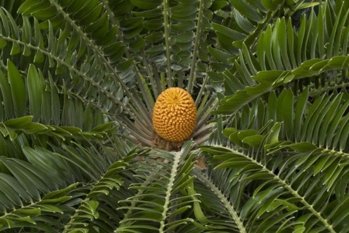 Саговник гребневидный