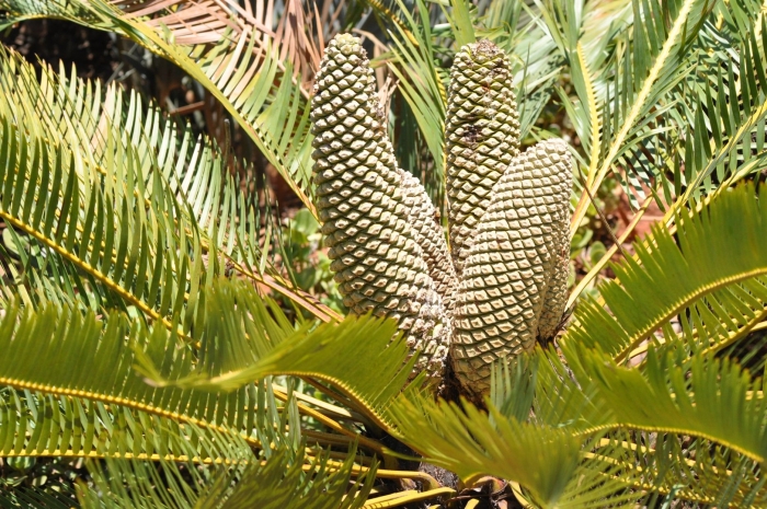 Encephalartos laevifolius