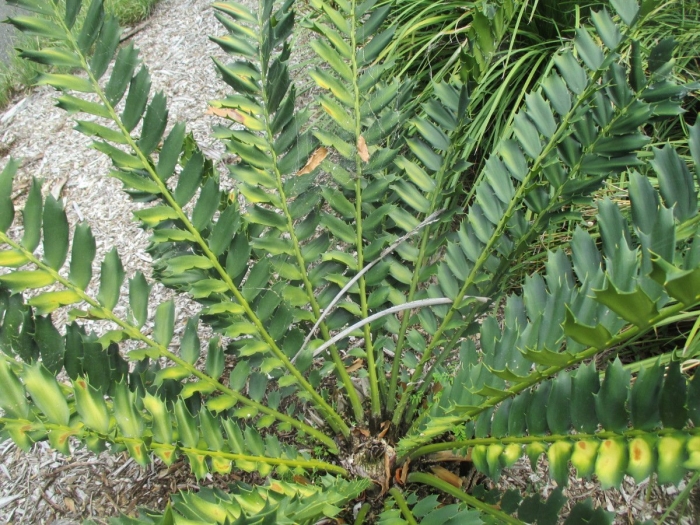 Encephalartos cupidus