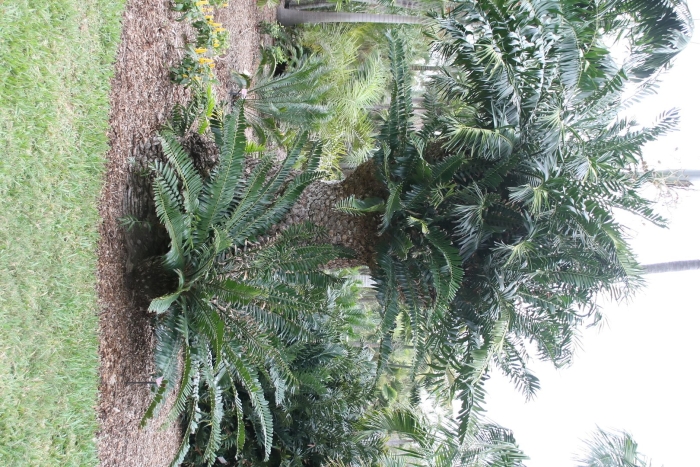 Encephalartos gratus
