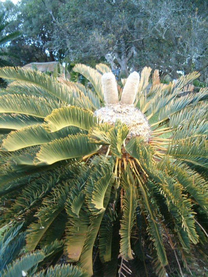 Encephalartos friderici guilielmi