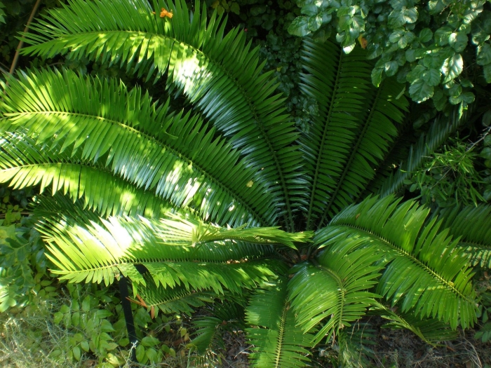 Encephalartos senticosus
