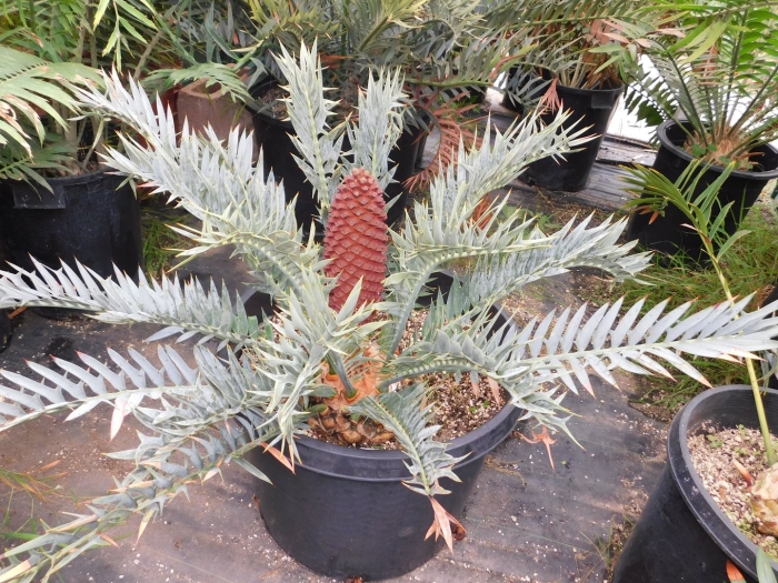 Encephalartos lehmannii
