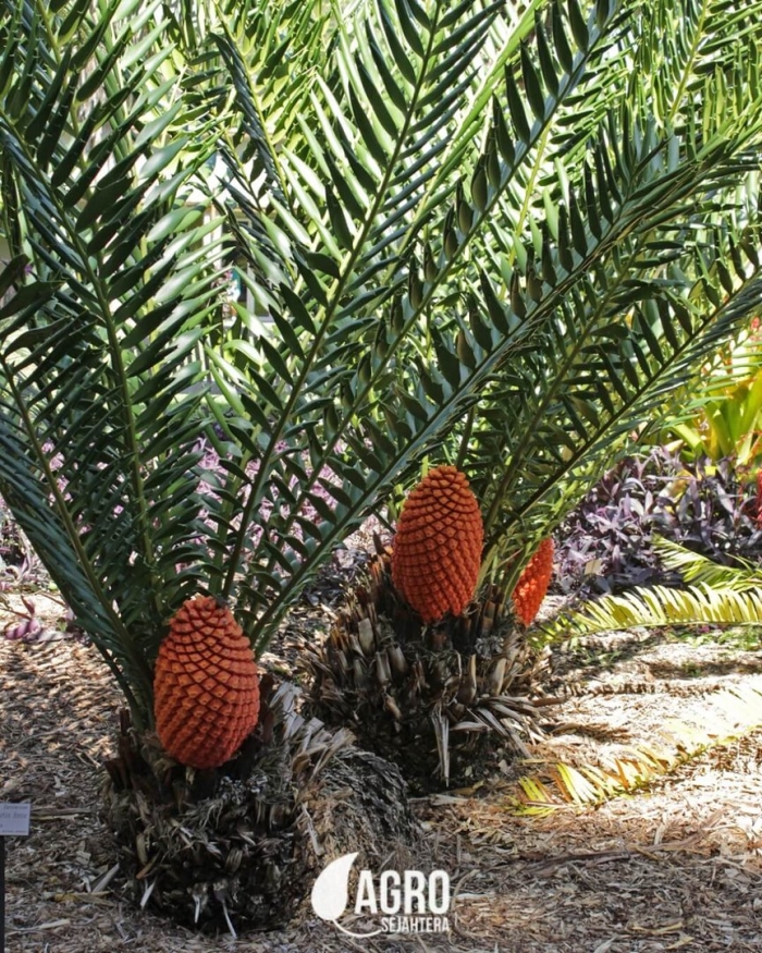 Саговник гребенчатый