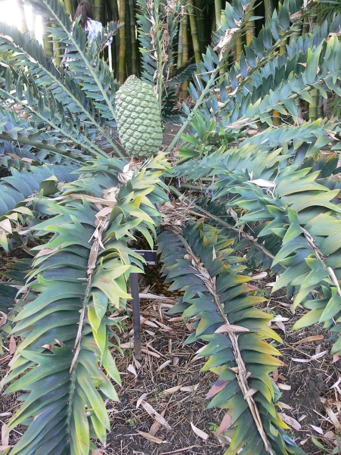 Encephalartos arenarius