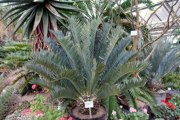 Encephalartos trispinosus