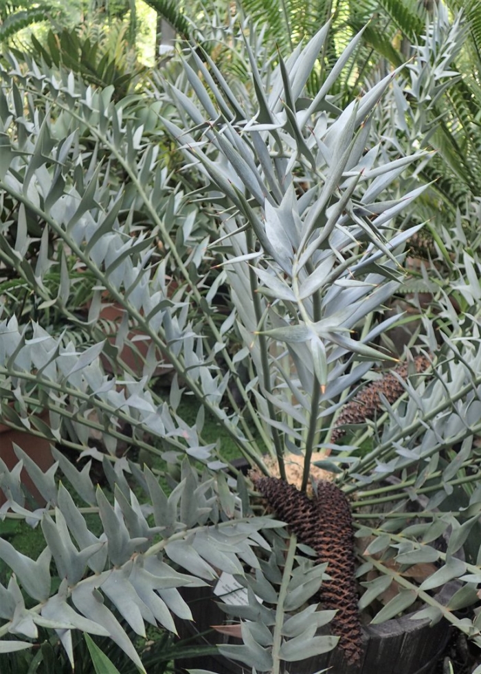 Encephalartos trispinosus