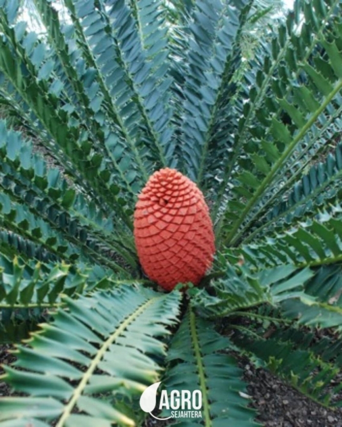 Саговник энцефаляртос