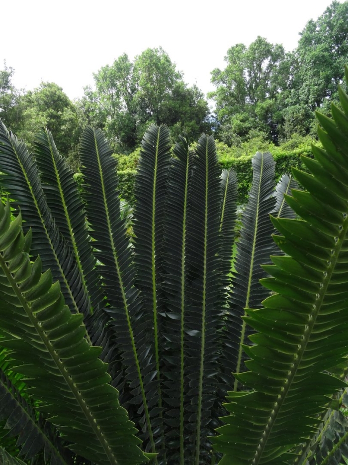 Encephalartos chimanimaniensis