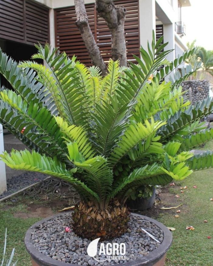 Цветок замиокулькас