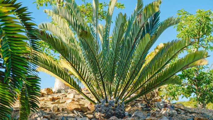Encephalartos dyerianus