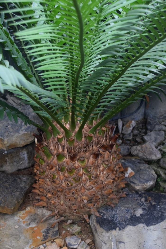 Пальма саговник