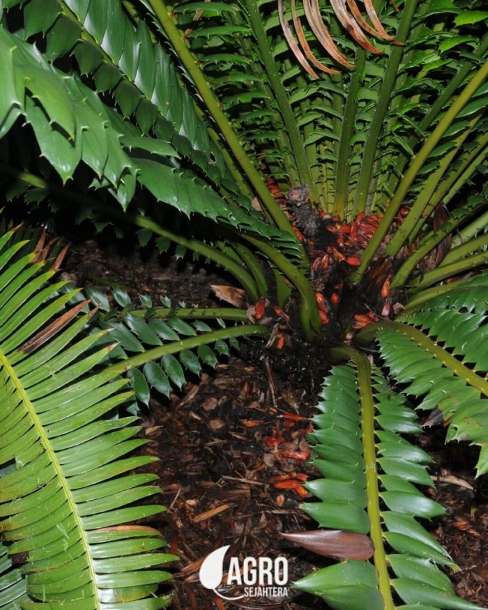 Саговник энцефаляртос