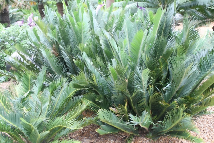 Encephalartos princeps