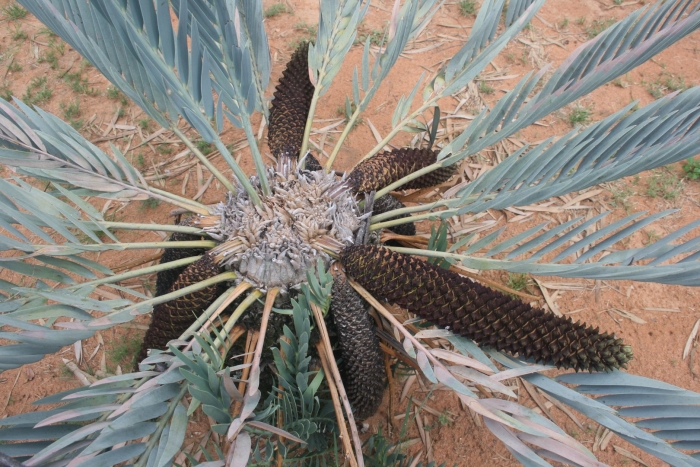 Encephalartos eugene maraisii