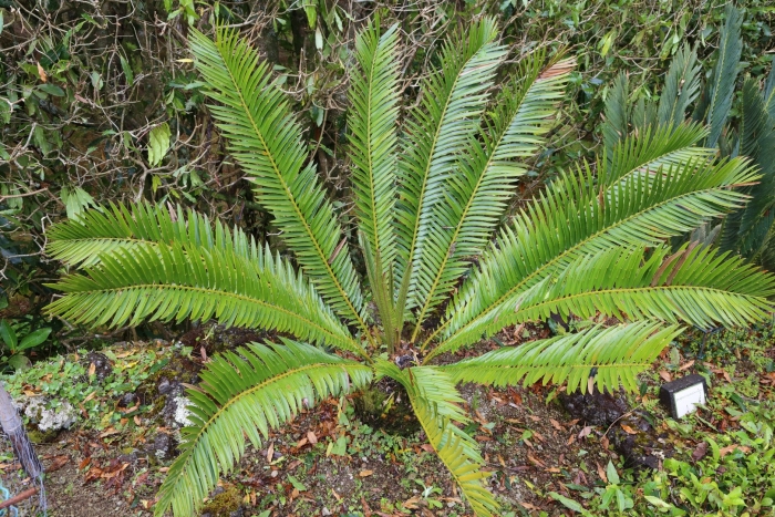 Encephalartos equatorialis