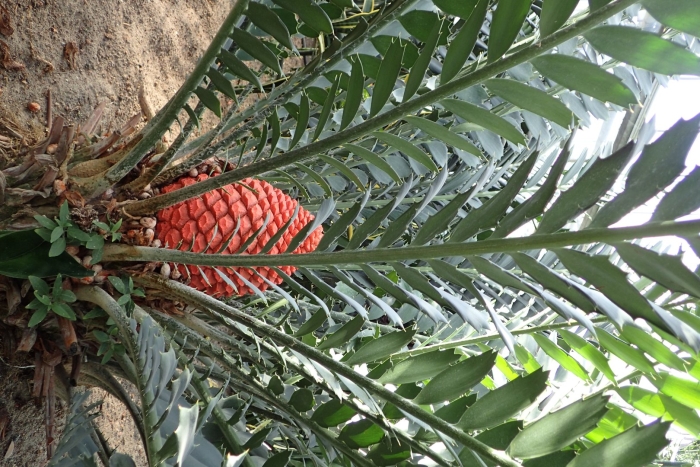 Encephalartos ferox