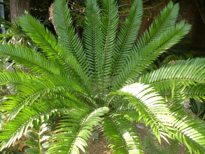 Encephalartos lehmannii