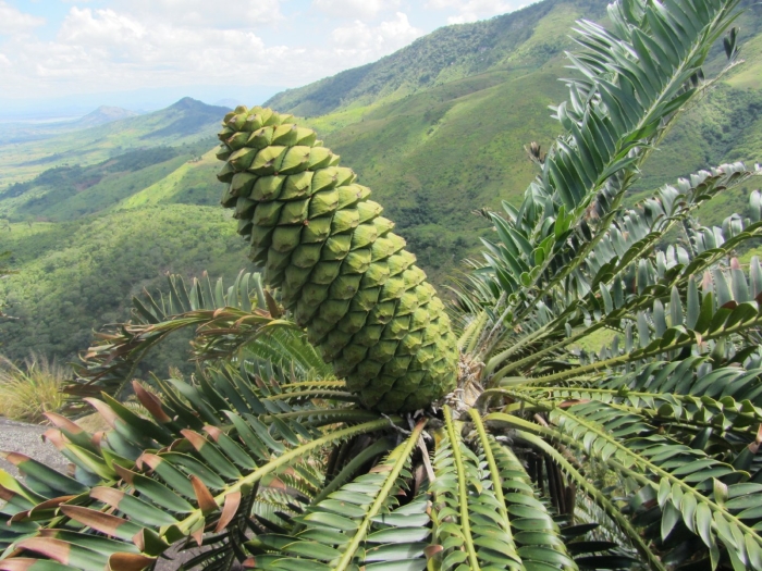 Саговник энцефаляртос