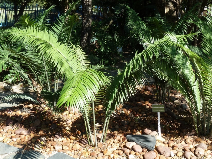 Encephalartos villosus