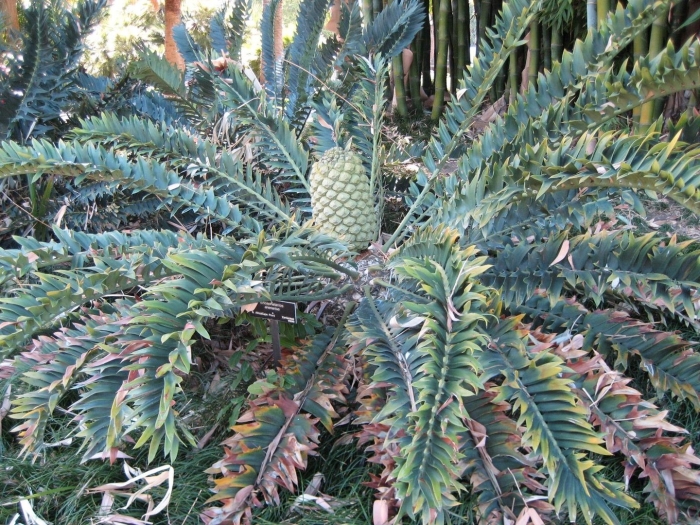 Encephalartos arenarius
