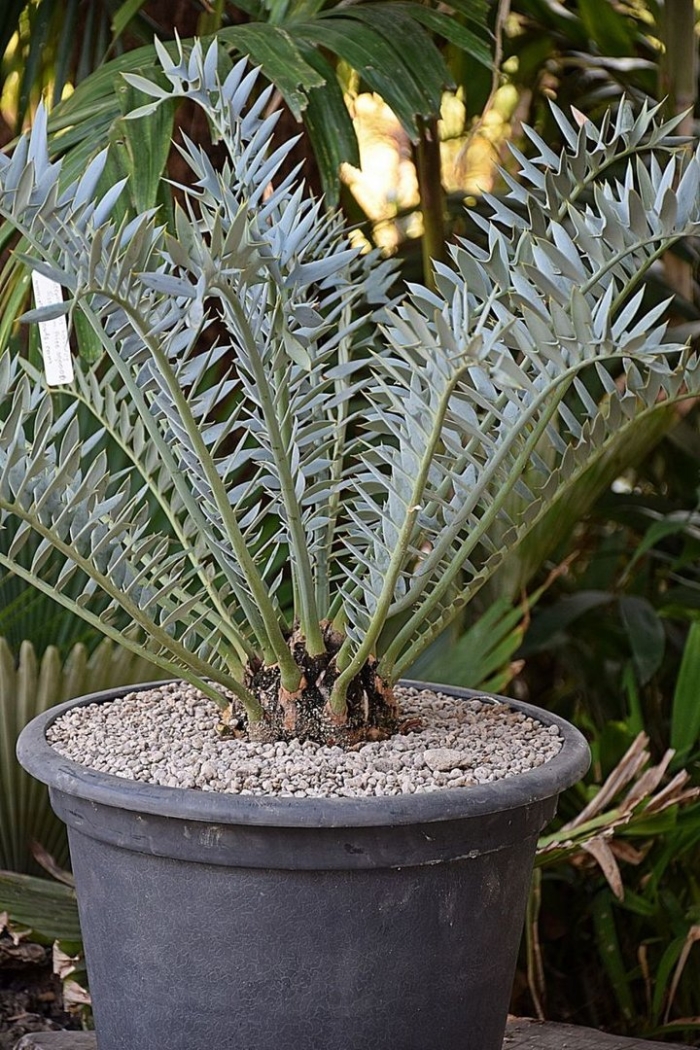 Encephalartos horridus
