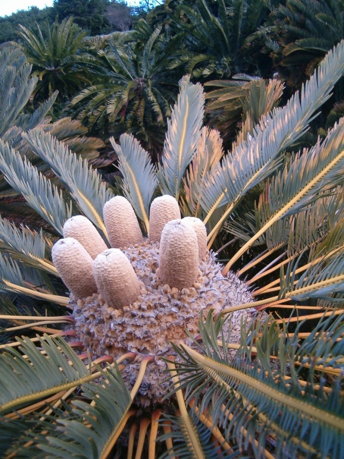 Cycas revoluta