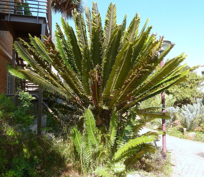 Encephalartos ituriensis
